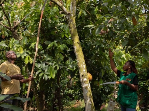 Improving the way farming is done, such as pruning