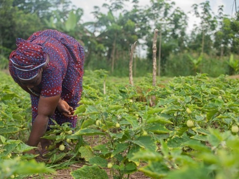 Planting forest and fruit trees on cocoa farms